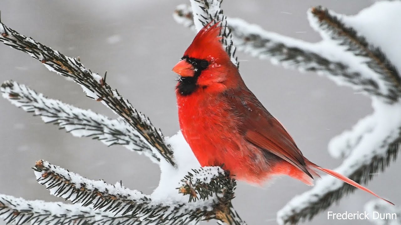 snow cardinal